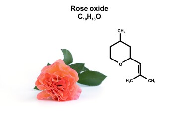 Structural formula of rose oxide and an orange rose.