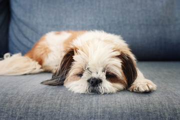 image of cute shi tzu dog sitting on the sofa. warm and cozy morning at home