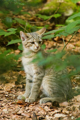 Obraz premium Europäische Wildkatze oder Waldkatze (Felis silvestris)