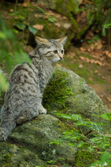 Europäische Wildkatze oder Waldkatze (Felis silvestris)