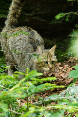 Europäische Wildkatze oder Waldkatze (Felis silvestris)