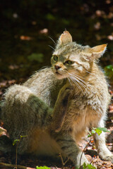 Naklejka na ściany i meble Europäische Wildkatze oder Waldkatze (Felis silvestris)