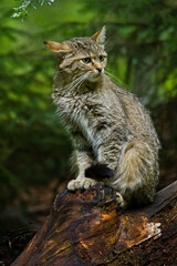 Europäische Wildkatze oder Waldkatze (Felis silvestris)