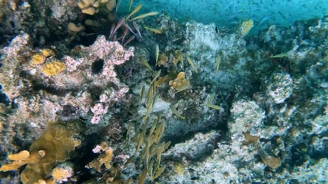 A school of yellow and blue striped grunt and schoolmaster fish swimming along the rock and coral reef