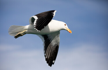 Elegant seagulls soaring over the South African skies of Gansbaai above the Atlantic and Indian Oceans, these birds dive offshore for fresh fish.