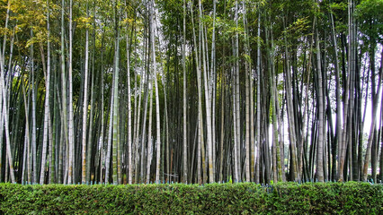 bamboo grove in city park 