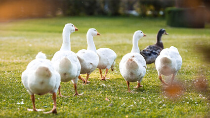 Obraz premium Domestic geese and ducks at the poultry farm stand on the green grass in nature on a hot sunny day. Breeding of birds. Household.