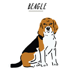 Beagle Dog breed Hand drawn Color Illustration