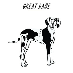 Great dane Dog breed Hand drawn Color Illustration - obrazy, fototapety, plakaty