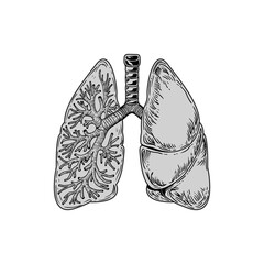 Lungs vector illustration detailed and easy to edit