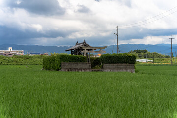 水田の中に立つ小さな神社