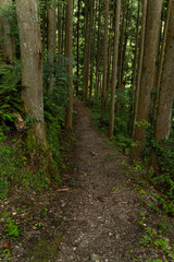 Fototapeta premium 山中へ続く林道