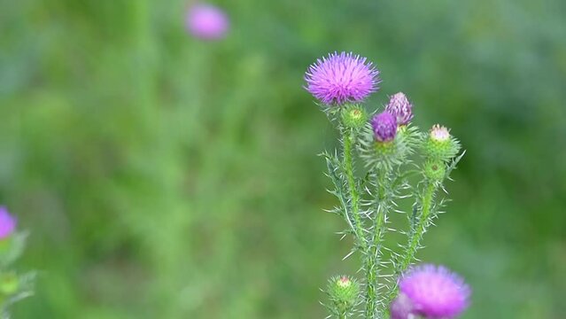 Bee-eaters (Genus Eristalis) and Prickly Thistle (Carduus acanthoides). Collection of nectar and pollen from plants. Zhetysu region, Kazakhstan. July.