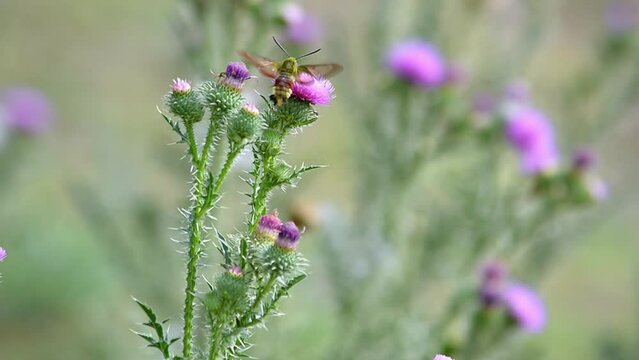 Honeysuckle Bumblebee (Hemaris fuciformis) and Prickly Thistle (Carduus acanthoides). Collection of nectar and pollen from plants. Zhetysu region, Kazakhstan. July.