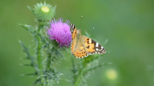 Vanessa Butterfly (Genus Vanessa) and Prickly Thistle (Carduus acanthoides). Collection of nectar and pollen from plants. Zhetysu region, Kazakhstan. July.