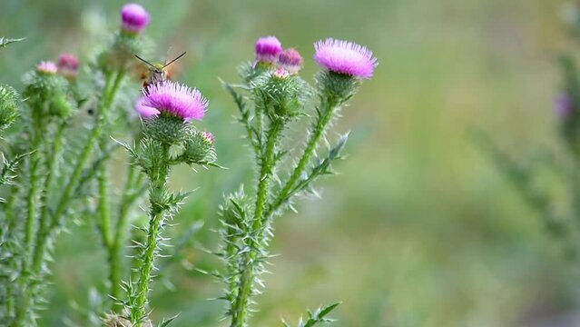 Honeysuckle Bumblebee (Hemaris fuciformis) and Prickly Thistle (Carduus acanthoides). Collection of nectar and pollen from plants. Zhetysu region, Kazakhstan. July.