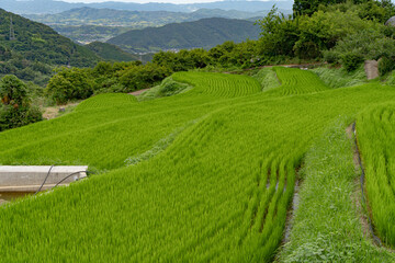 緑に染まる棚田の風景