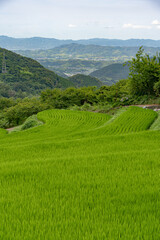 Fototapeta na wymiar 緑に染まる棚田の風景