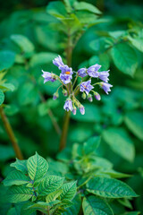 purple potato flowers in garden