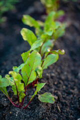 ..Organic beets in a garden bed freshly planted in the nice soil.
