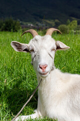 Portrait of a white goat lying in green grass with a a rope around its face, Tenjo, Cundinamarca, Colombia.