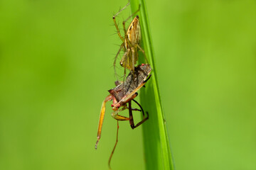 Oxyopidae pounce on prey. This species is also part of the genus Oxyopes and the order Araneae. The scientific name of this species was first published