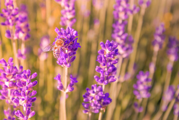 Plakat A bee collects pollen from lavender. Lavender on the background of the sunset