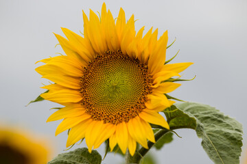 Fototapeta premium sunflower flowers in an open field