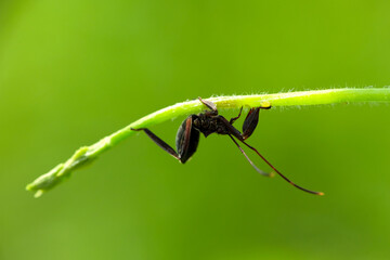 Black ant on a leaf isolated on a blurred background