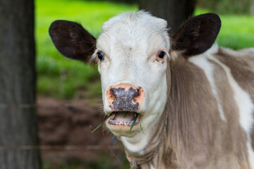 Close up portrait of a funny cow eating grass, Tenjo, Cundinamarca, Colombia.