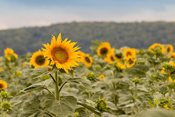 sunflower flowers in an open field