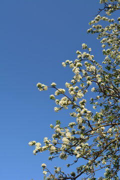 Blooming apple tree with white flowers in spring garden. Beautiful vertical photo.