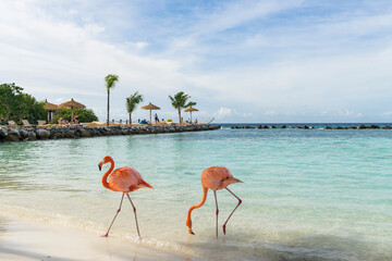 flamingo on the beach