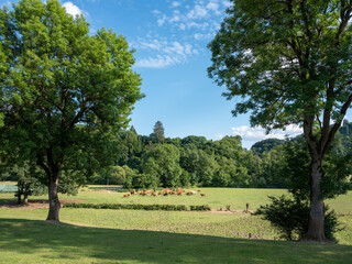 cows in valley near river Our in country of luxemburg