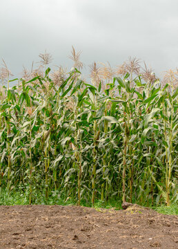 Vertical picture of a corn field, Tenjo, Cundinamarca, Colombia.