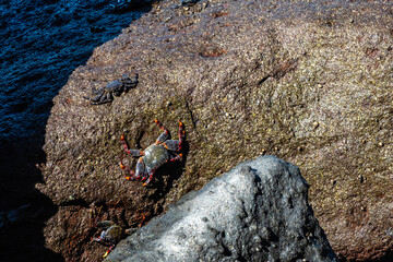 Moorish red legged crab, Grapsus adscensionis at Puerto de la Aldea in Gran Canaria in Spain