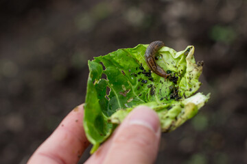 Slug on the leaf of a lettuce holded by a female hand, Tenjo, Cundinamarca, Colombia.