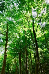 鮮やかに萌える新緑の森