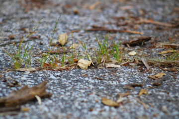 Nature Perseveres