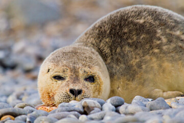 Junger Europäischer Seehund (Phoca vitulina vitulina) auf Helgoland, PDV-Virus