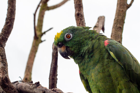 Portrait of Amazona ochrocephala or yellow crowned parrot (but it's a green parrot), Tenjo, Cundinamarca, Colombia.
