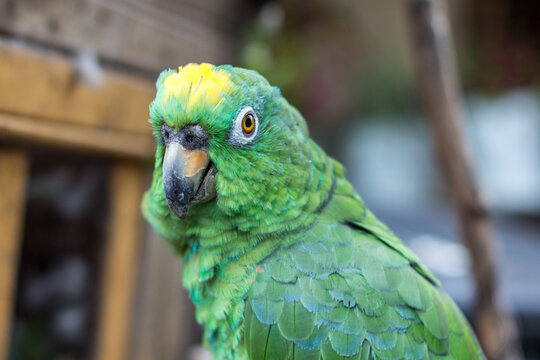 Portrait of Amazona ochrocephala or yellow crowned parrot, Tenjo, Cundinamarca, Colombia.