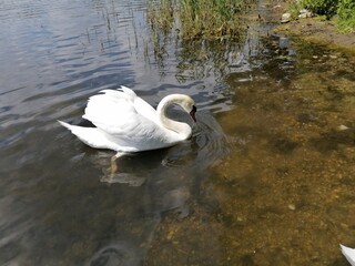 Swan on the Lake