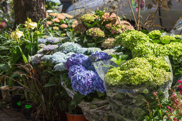 Blooming blue and green flowers hydrangea or hortensia on farmer market in Poland. Street flower store for retail sell.