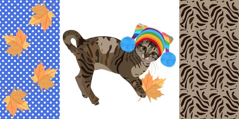 Tabby cat in a knitted hat with pom-poms plays with a maple leaf isolated on a white background and two swatches of matching fabrics in vector.