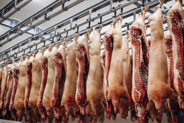 Raw pork meat hanging at the freezer