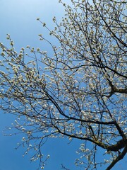 branches against blue sky