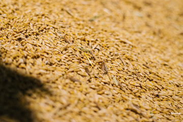 Grain close-up. Harvest in agriculture. Barley, rye or wheat. Background of cereals. Grain texture. Bright sunlight.