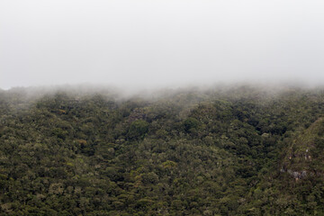 Beautiful Colombian misty forest of the Andes Moutains in Guativita, Cundinamarca, Colombia.
