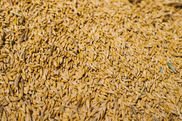 Grain close-up. Harvest in agriculture. Barley, rye or wheat. Background of cereals. Grain texture. Bright sunlight.